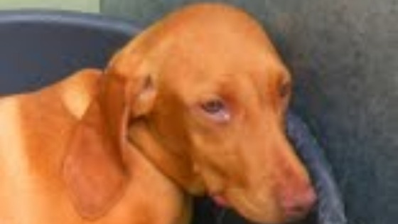 Hungarian Vizsla