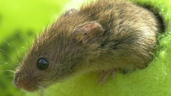 A mouse getting into a freezer caused a fire in the capital this year.