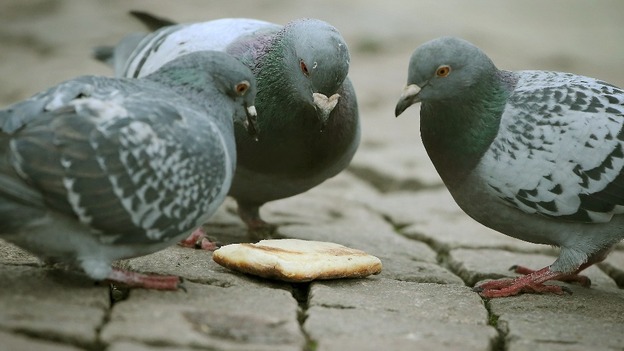 Pigeons in Trafalgar Square.
