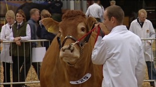 cattle judging at Devon County Show