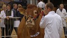 cattle judging at Devon County Show
