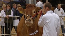 cattle judging at Devon County Show