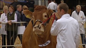 cattle judging at Devon County Show