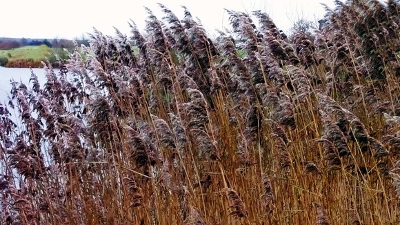 Wind picks up around a lake in Lichfield, Staffordshire