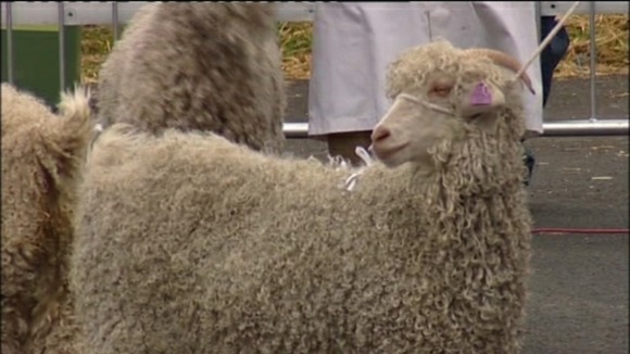woolly mammal