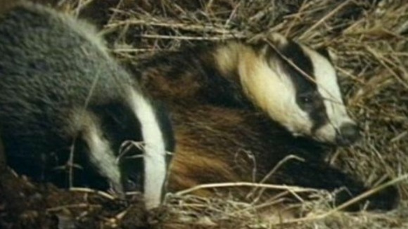 badgers