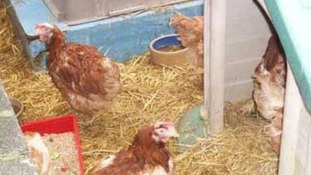 Chickens