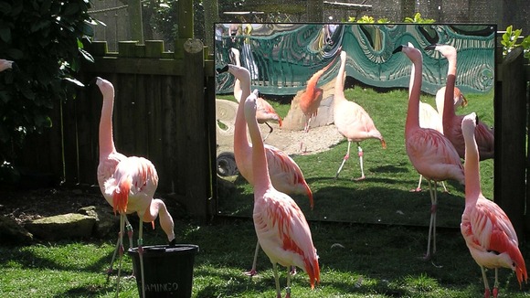 Flamingos