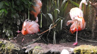 flamingos