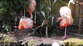flamingos