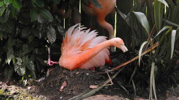 flamingos
