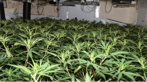 Cannabis plants