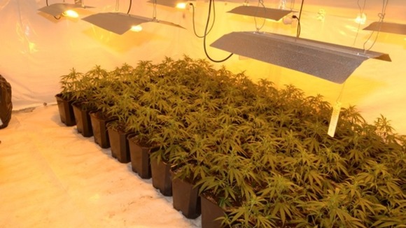 Cannabis plants