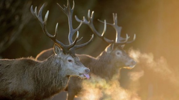 Kate Stone was attacked by a stag.