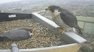 Falcons