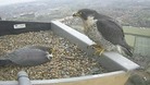 Falcons
