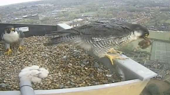 Falcons