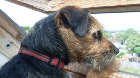 Toby the dog