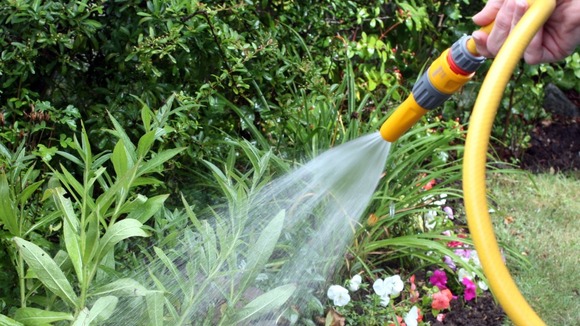 Hosepipe watering a garden
