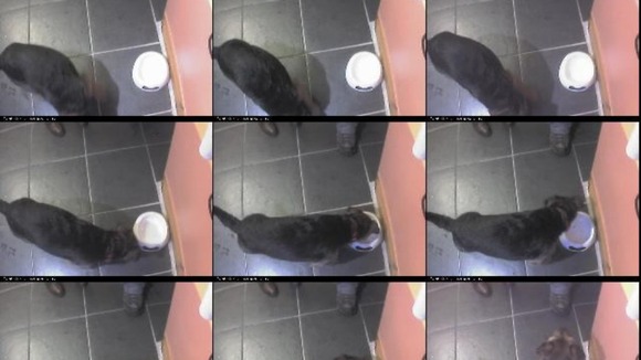 CCTV image of Toby the dog being fed