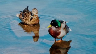 Ducks
