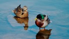 Ducks