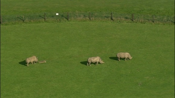 Counting the rhinos shouldn't prove difficult