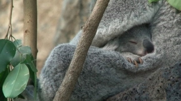 Baby panda Yooranah sleeps in his mother lap