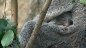Baby panda Yooranah sleeps in his mother lap
