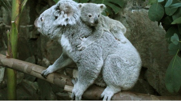 Yooranah, a koala joey, takes a ride on his mother's back