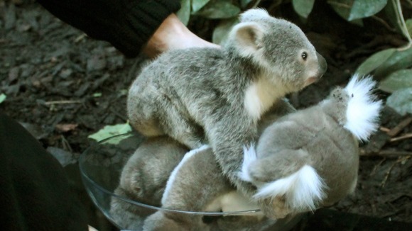 Yooranah being weighed at Edinburgh Zoo