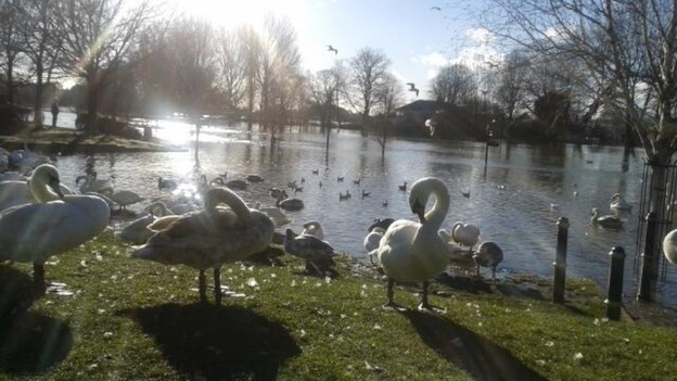 Swans on South Quay in Worcester