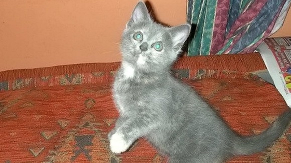 Georgina Niner's missing three-year old cat Dusty pictured as a kitten