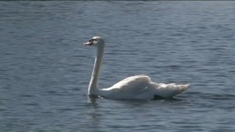 A swan