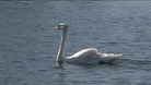 A swan