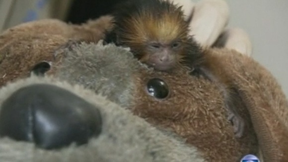 The newborn monkey sits on top of a toy dog as it is cleaned.