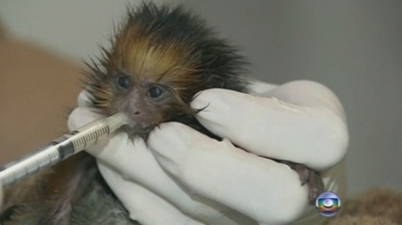 The golden lion tamarin h drinks human breast milk from a syringe.