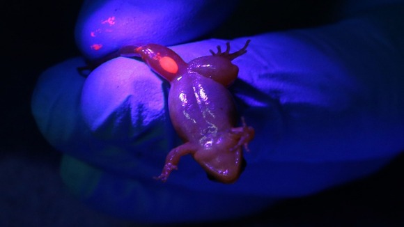 A researcher holds a golden mantella frog under am altra-violet light at Chester Zoo
