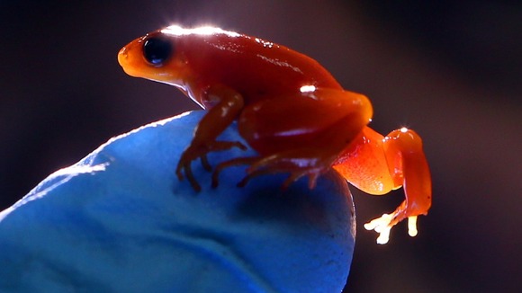 Golden mantella grogs grow to around 20mm
