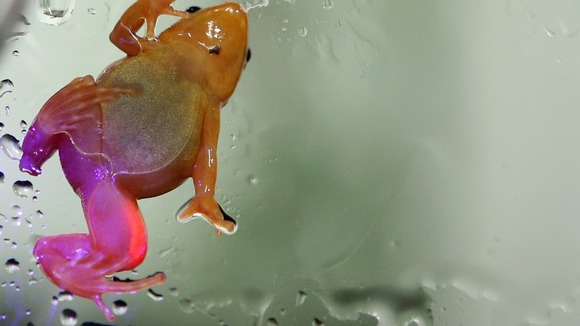 A golden mantella frog tinted with purple gel
