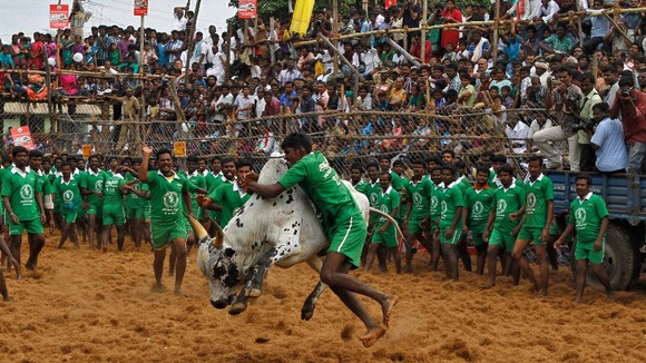 A villager tries to control a bull during the bull-taming festival