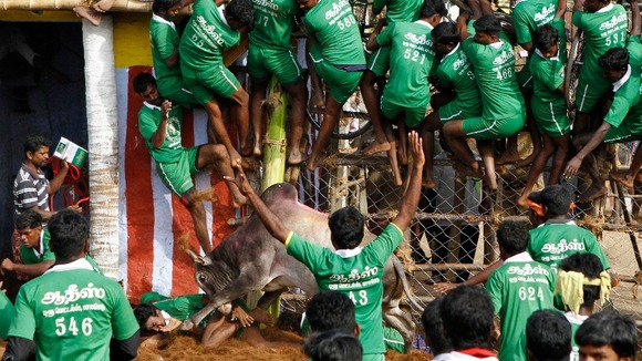 A villager is pinned down by a bull as others climb a fence to protect themselves