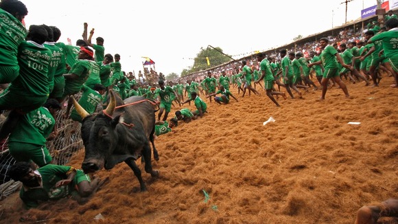 Villages cling to fences as a bull tears past
