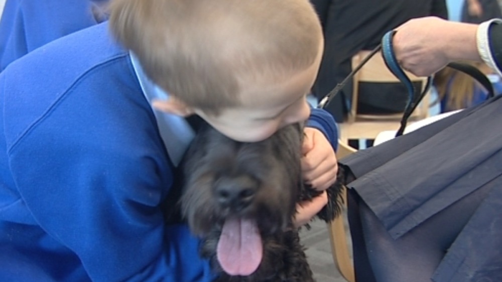 Noodle the dog helping children to read West Country ITV News