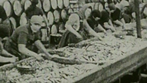 Women working in the herring industry