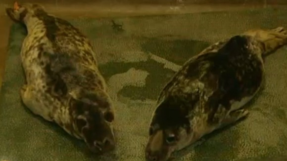 Baby seals