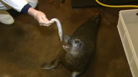 Hand feeding