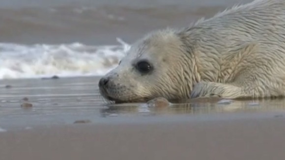 Seal