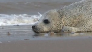 Seal