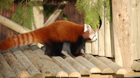 One of the new arrivals at Flamingoland